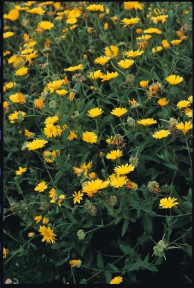Picture of Marigold Pot